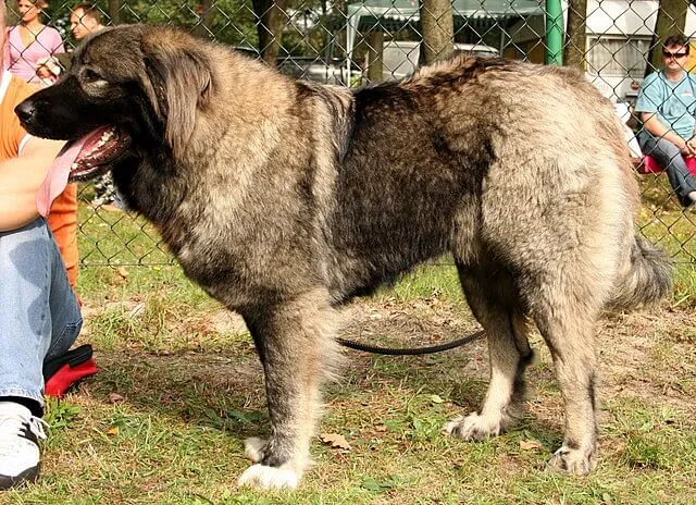 Berger du Caucase — portrait de la race