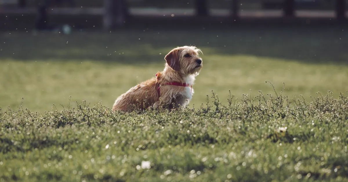 Bernedoodle povaha a chov: Co musíte vědět