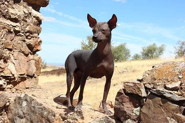 Chien nu du Pérou — portrait de la race
