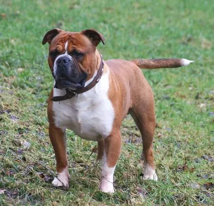 Old English Bulldog — raceportræt