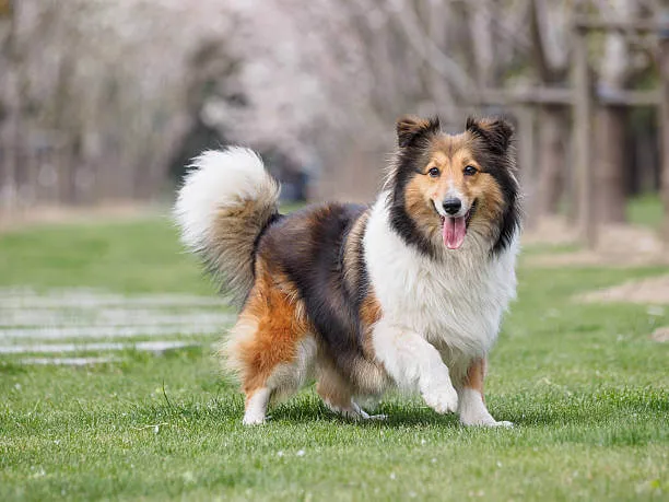 Shetland Sheepdog — raceportræt