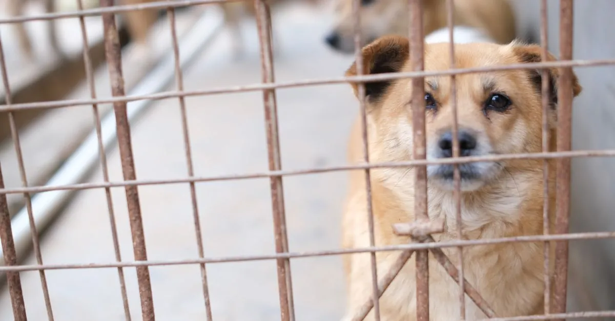 Razze di cani e legge sul benessere animale