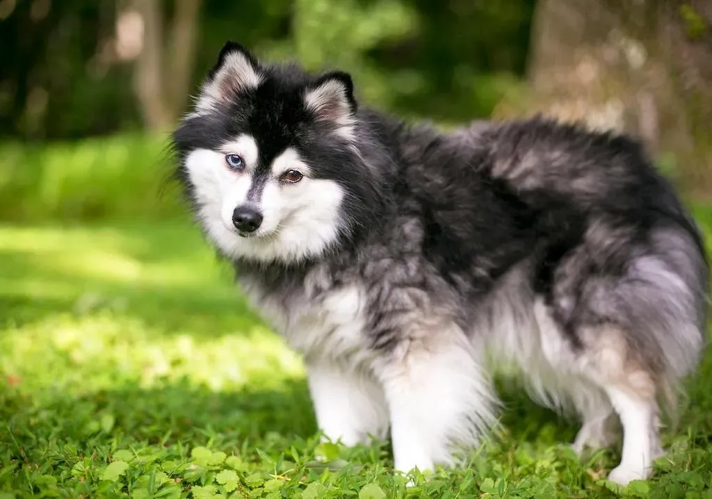 Alaskan Klee Kai — raceportræt