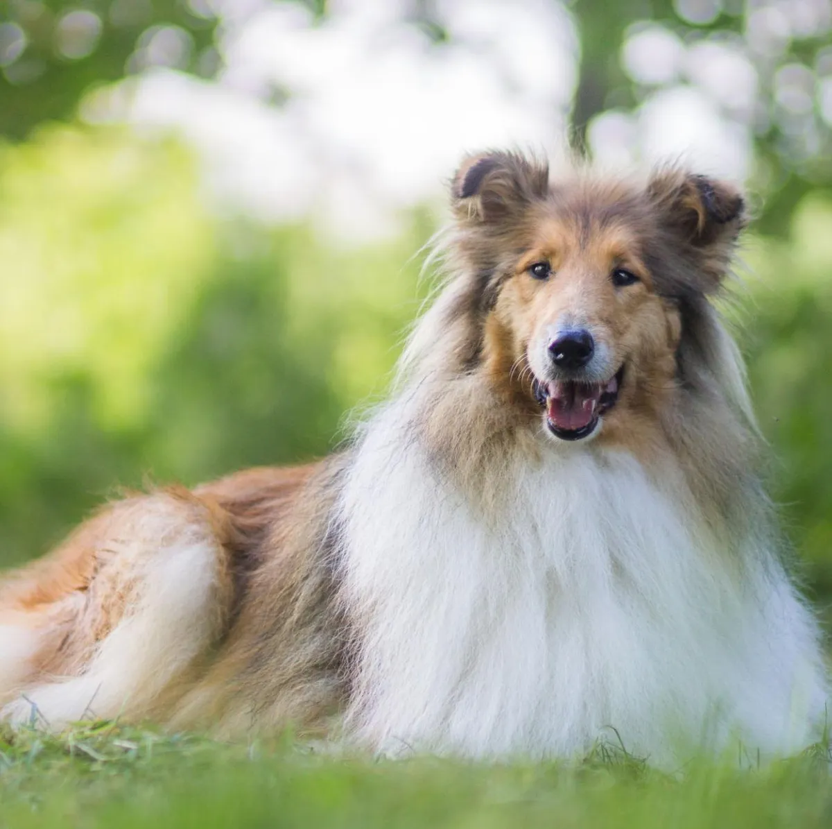 Langhåret Collie — raceportræt
