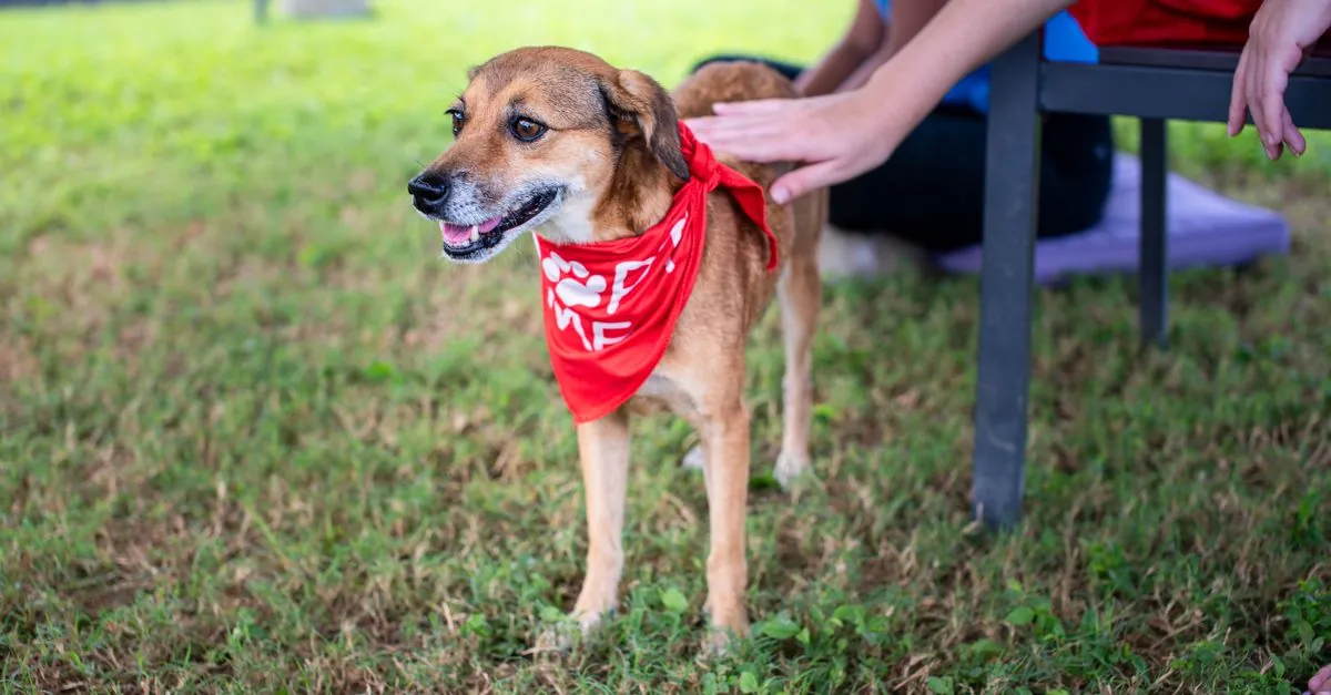 Barınaktan Köpek Sahiplenme: Olpe Barınağı
