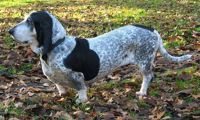 Basset bleu de Gascogne — raceportræt