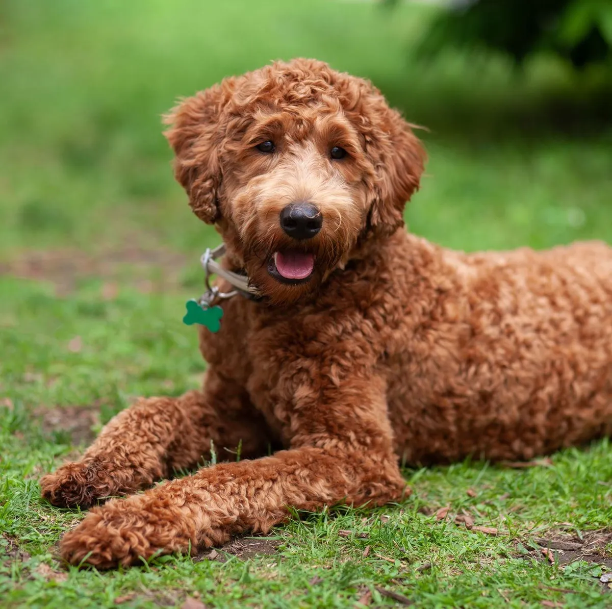 Australian Labradoodle — breed portrait