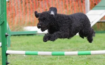 Pumi — raceportræt