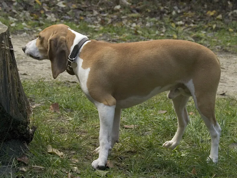 Kleine Zwitserse Lopende Hond (Schwyzer) — rasportret