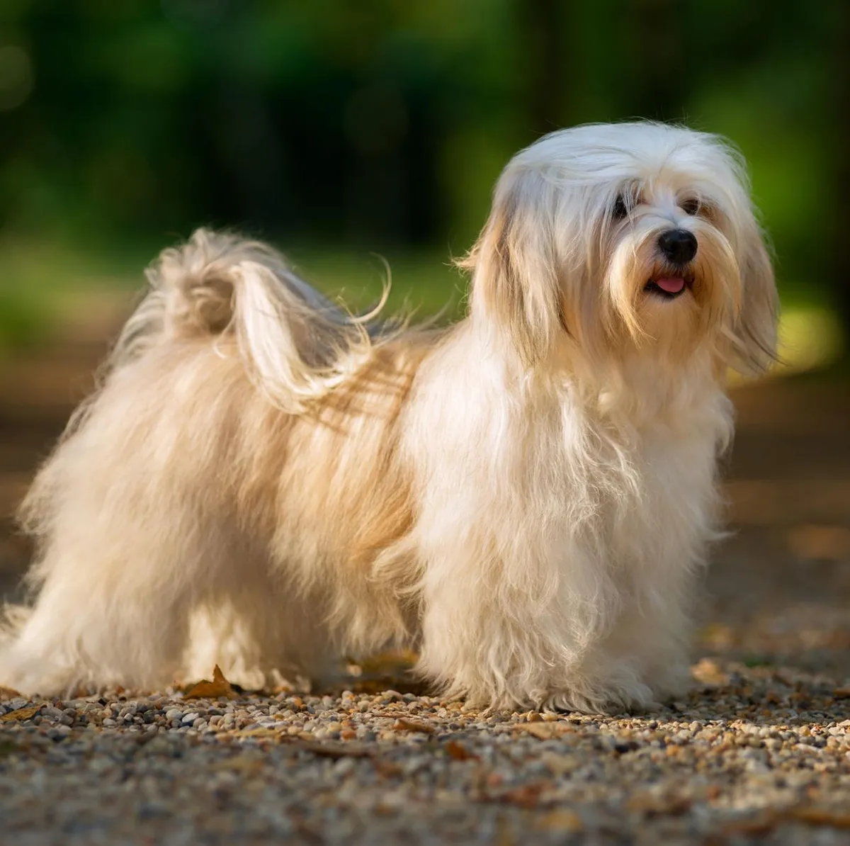 Bichon Havanais — raceportræt
