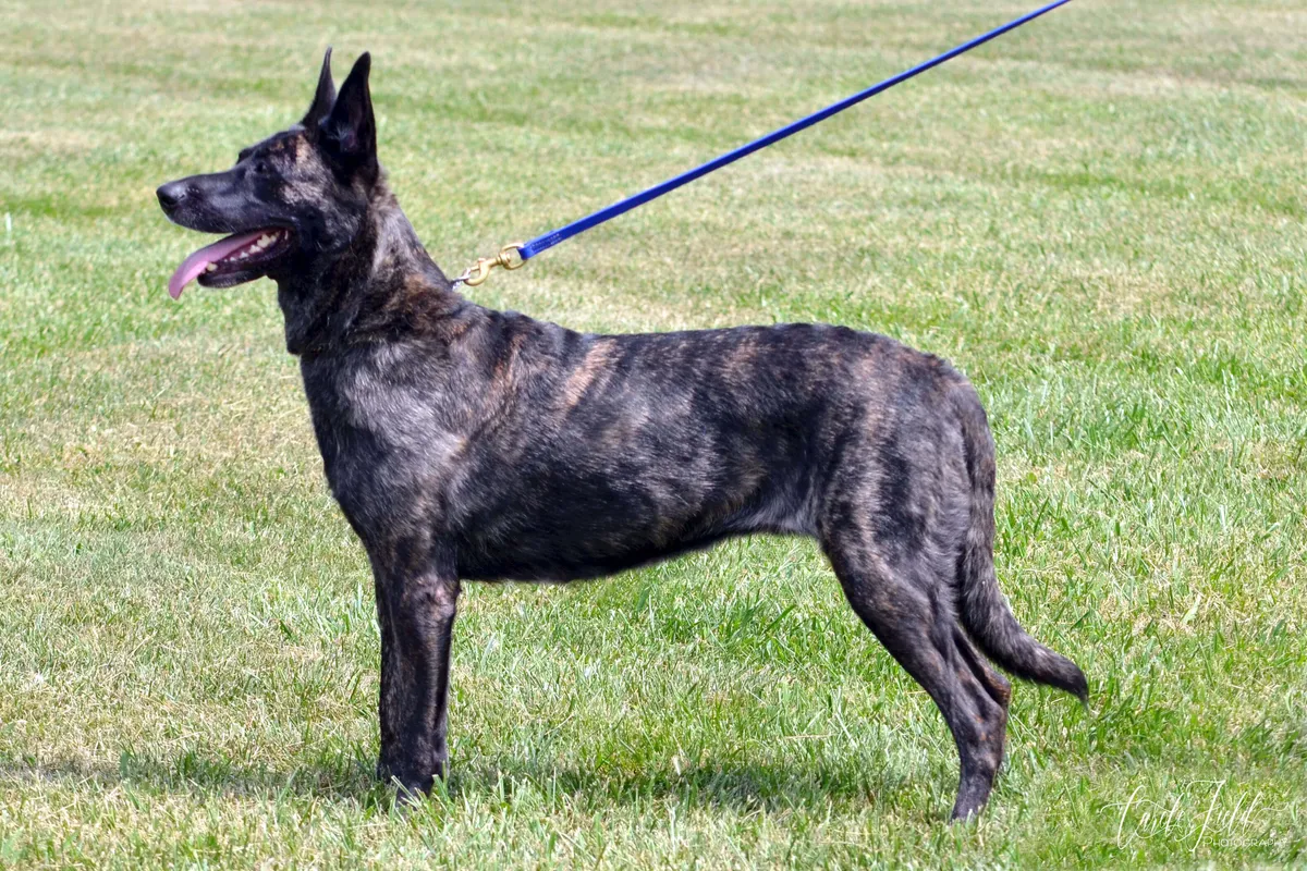 Hollanda Çoban Köpeği — ırk portresi