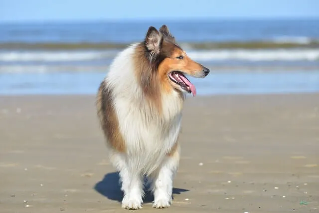 American Collie — breed portrait