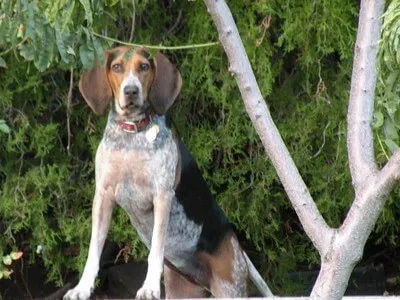 Engelsk Coonhound — raceportræt