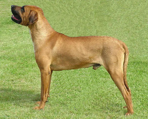 توسا — صورة تعريفية بالسلالة