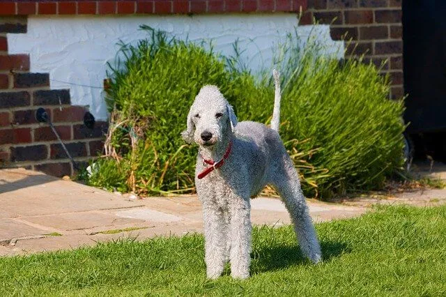 Bedlington Terrier — portrait de la race