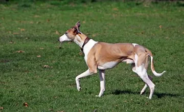 Podenco Andaluz — ırk portresi