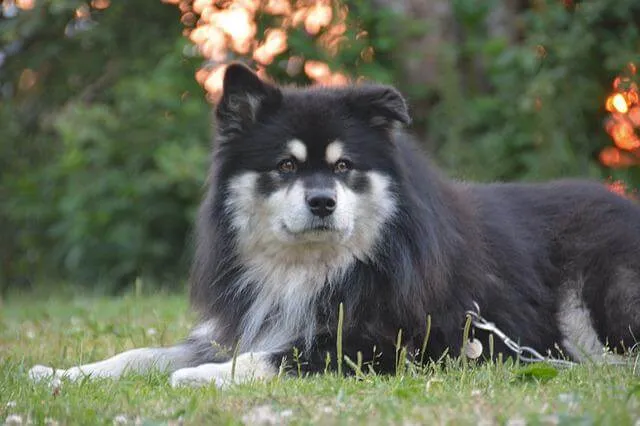 Finsk lapphund (Suomenlapinkoira) — raceportræt