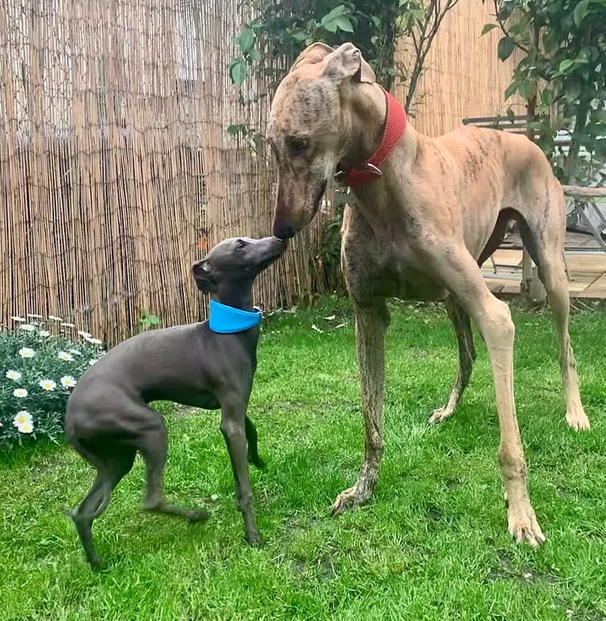Galgo Español — raceportræt