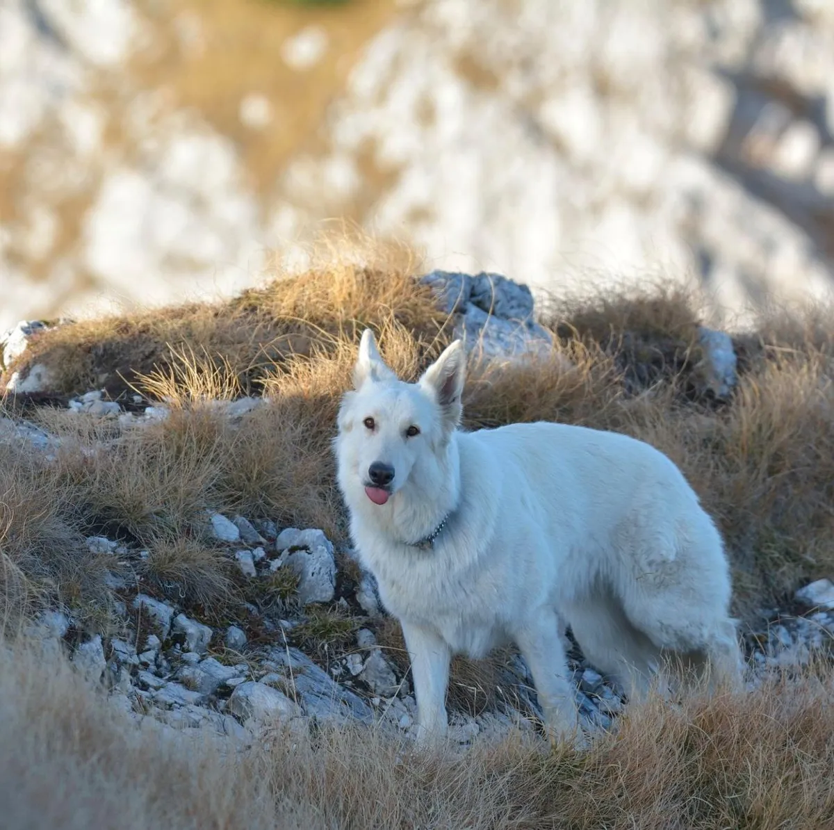 Canadisk Hyrdehund — raceportræt