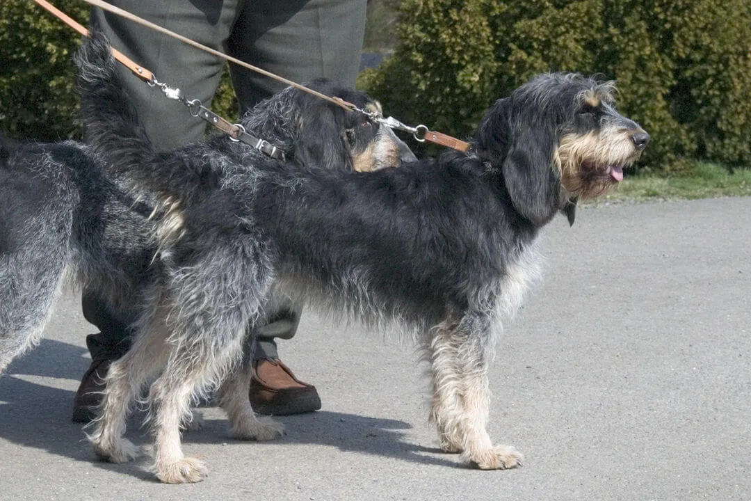 Griffon Bleu de Gascogne — raceportræt