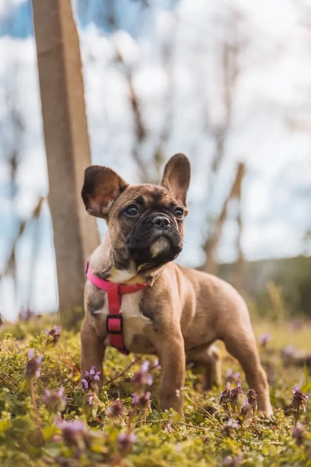 Französische Bulldogge — Rasseporträt