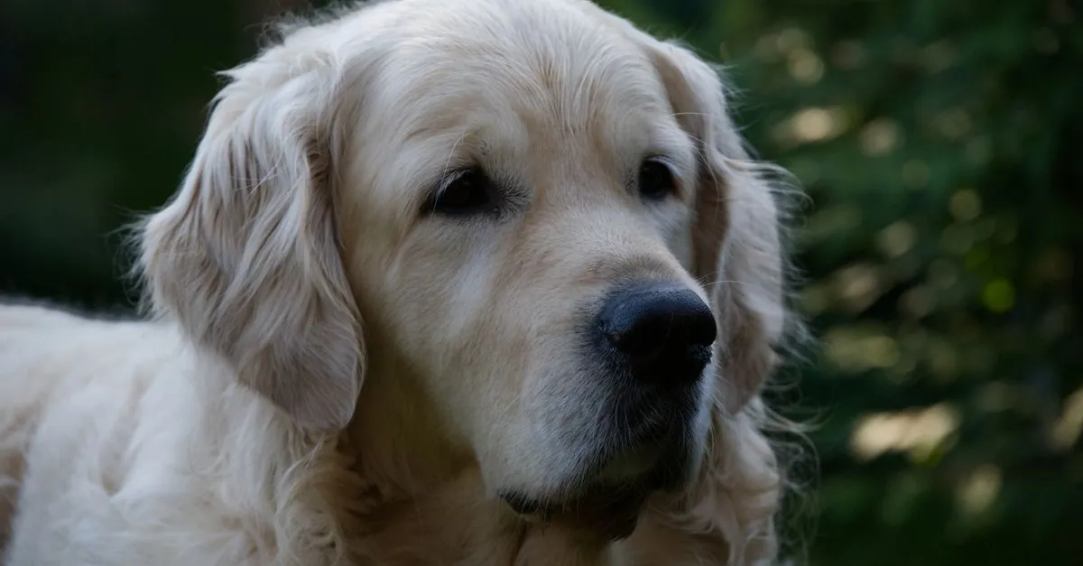Halloween Dog Safety Tips: Costumes, Candy & Hazards