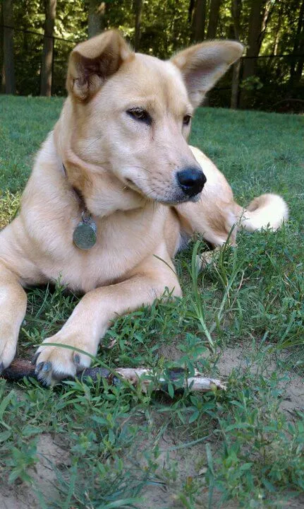Carolina Dog — rasportret