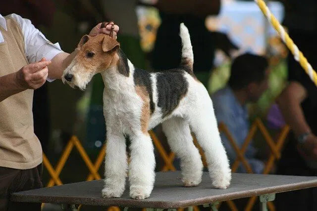 Ruhåret Foxterrier — raceportræt