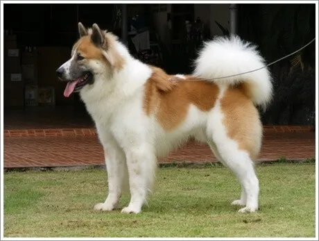 Thaise Bangkaew-hond — rasportret