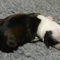 Previous puppy: Klaus