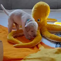 Früherer Welpe: Amchoi von der alten Oberförsterei