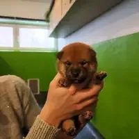 جرو من بطن سابق: B- vom hundecampus