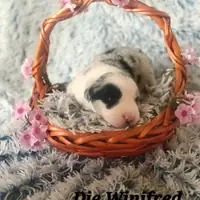 Früherer Welpe: Winifred