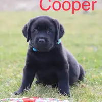 Früherer Welpe: Cooper