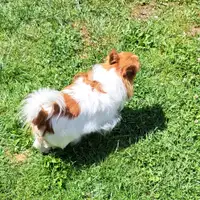 Cachorro de una camada anterior: Ares