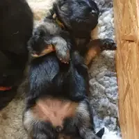 Previous puppy: Ulla