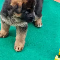 Früherer Welpe: Arthur