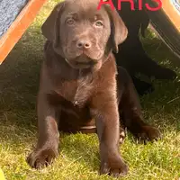 Früherer Welpe: Aris