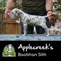 Früherer Welpe: Applecreek’s Baobhan Sith
