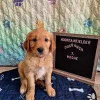 Filhote de uma ninhada anterior: Abigail von der Mountainfielder Dog-Ranch