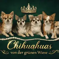 Früherer Welpe: Hündin – 1