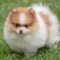 Cachorro de una camada anterior: Luzian