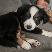 Früherer Welpe: Carla