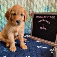 Filhote de uma ninhada anterior: Anouk von der Mountainfielder Dog-Ranch