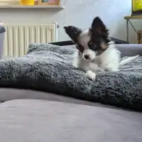 Puppy uit een eerder nest: Bharani