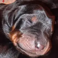 Chiot d’une portée précédente: Doris