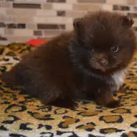 Cachorro de una camada anterior: Lotte