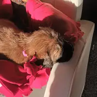 Früherer Welpe: Bella