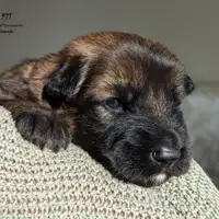 Früherer Welpe: Fritz