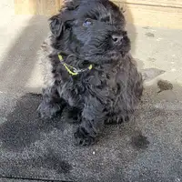 Cucciolo di una cucciolata precedente: Lotte